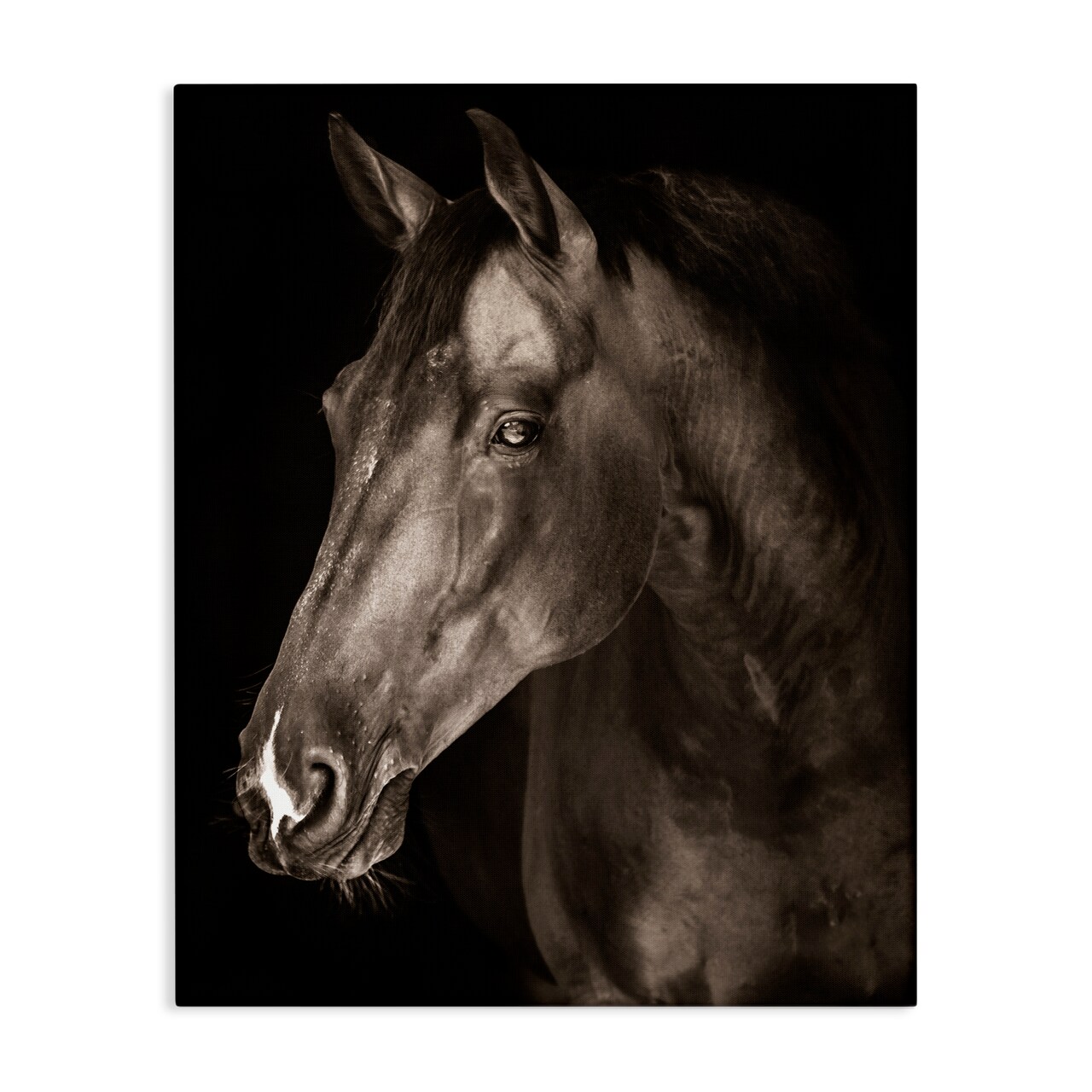 Stupell Industries Strong Stallion Horse Portrait Canvas, design by Marcus Prime